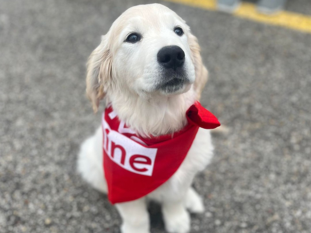 Bank Five Nine Puppy